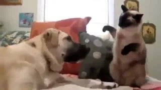     Cat vs Dog Box ! ! 
