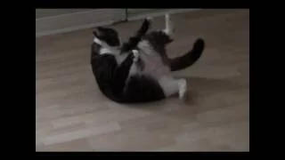 Fat Cat Break Dance            
